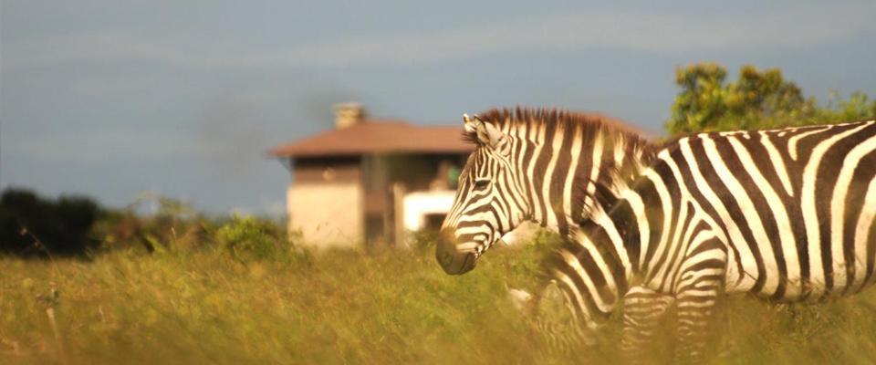 Ol Pejeta Holiday Villas Nanyuki Luaran gambar