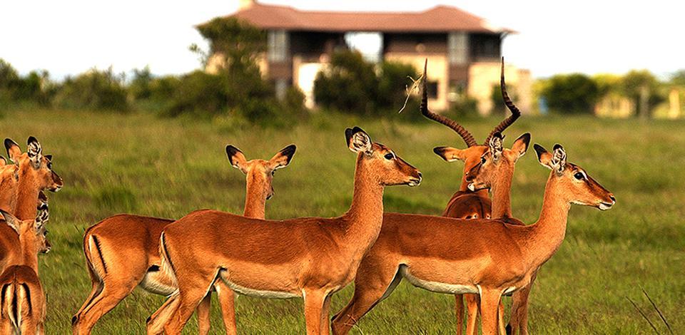 Ol Pejeta Holiday Villas Nanyuki Luaran gambar
