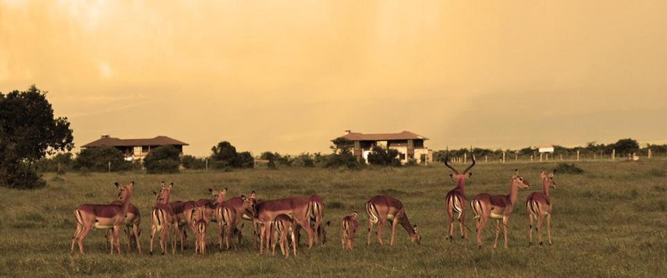 Ol Pejeta Holiday Villas Nanyuki Luaran gambar