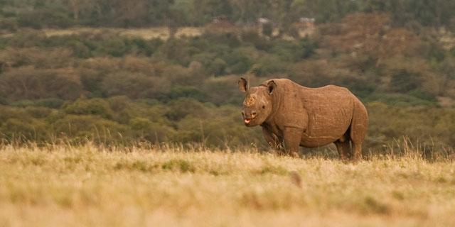 Ol Pejeta Holiday Villas Nanyuki Luaran gambar